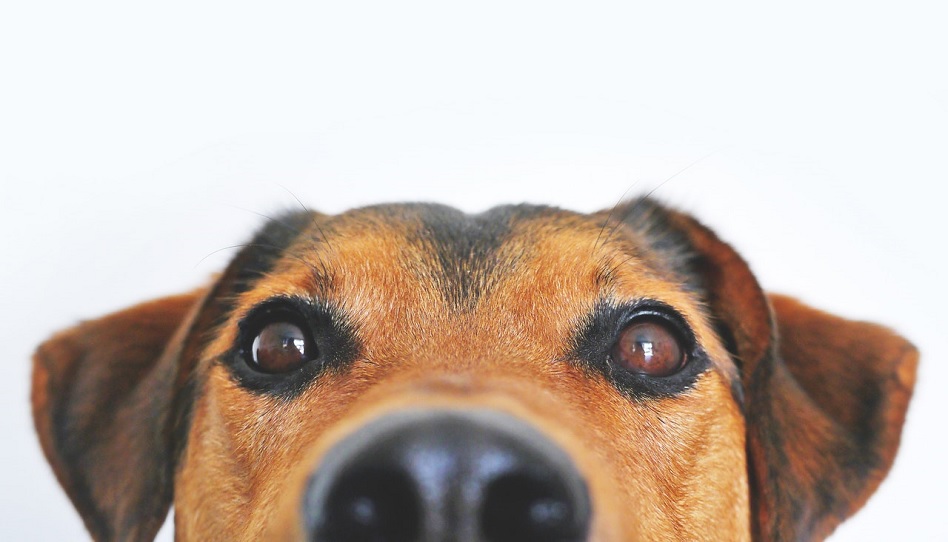Hund oder Kinder?